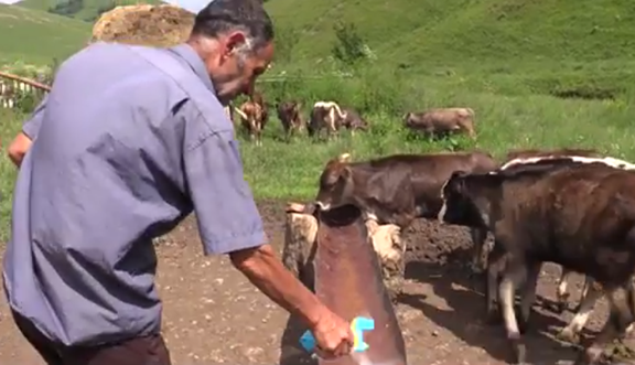 Resident of Barekamavan feeding his cows that were provided by the International Committee of the Red Cross (ICRC) (Photo: ICRC/Youtube Screenshot)